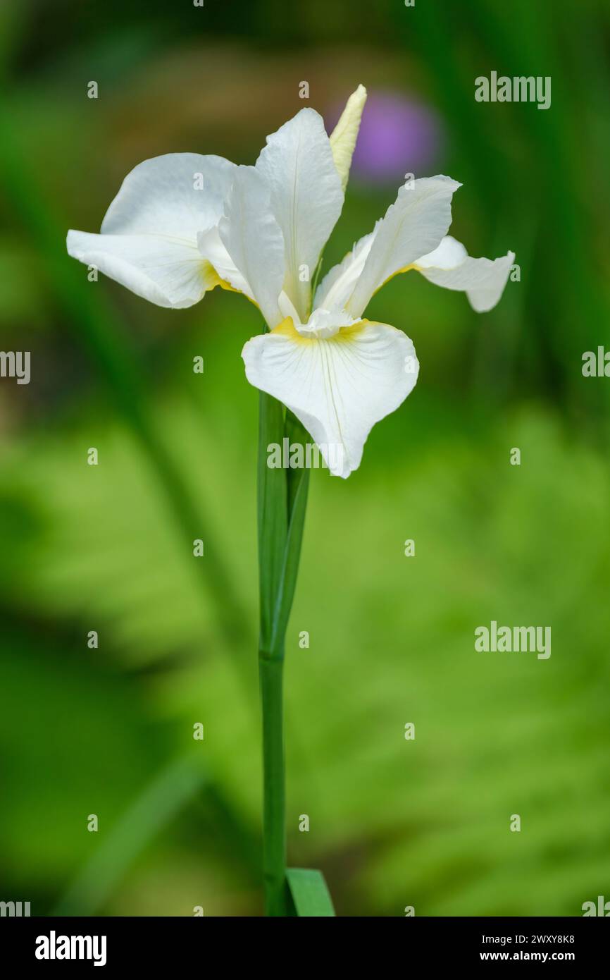 Iris White Swirl, Siberian iris, Iris sibirica White Swirl, white flowers, yellow base of falls Stock Photo