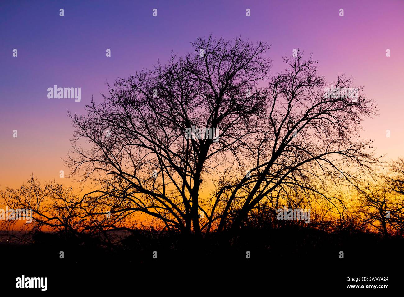 Silhouette of a tree against a pink and purple dusk sunset sky in Cape Town Stock Photo