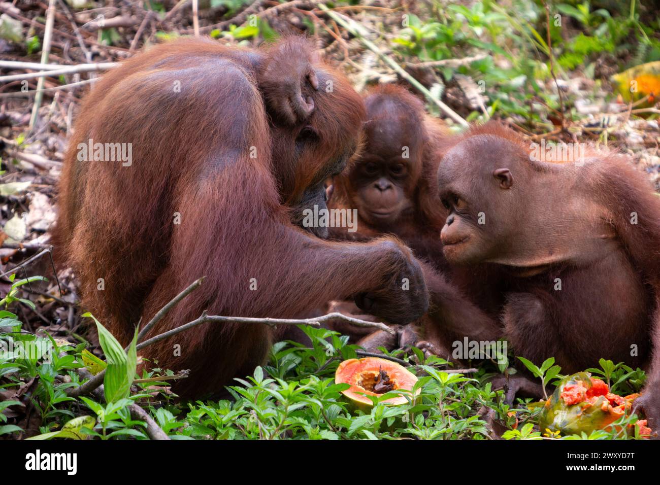 Orangutans at Borneo Orangutan Survival (BOS) Foundation, East ... image.