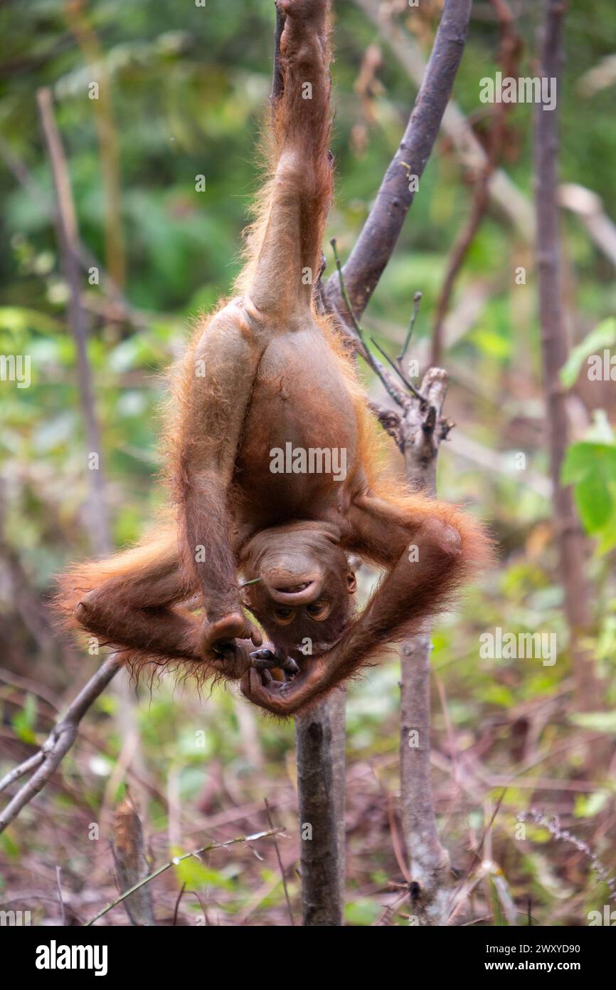 Orangutan At Borneo Orangutan Survival (BOS) Foundation, East ...