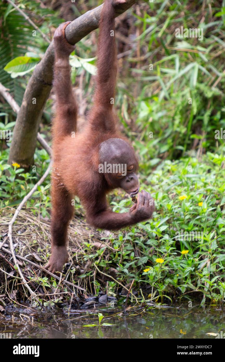 Orangutan at Borneo Orangutan Survival (BOS) Foundation, East ...