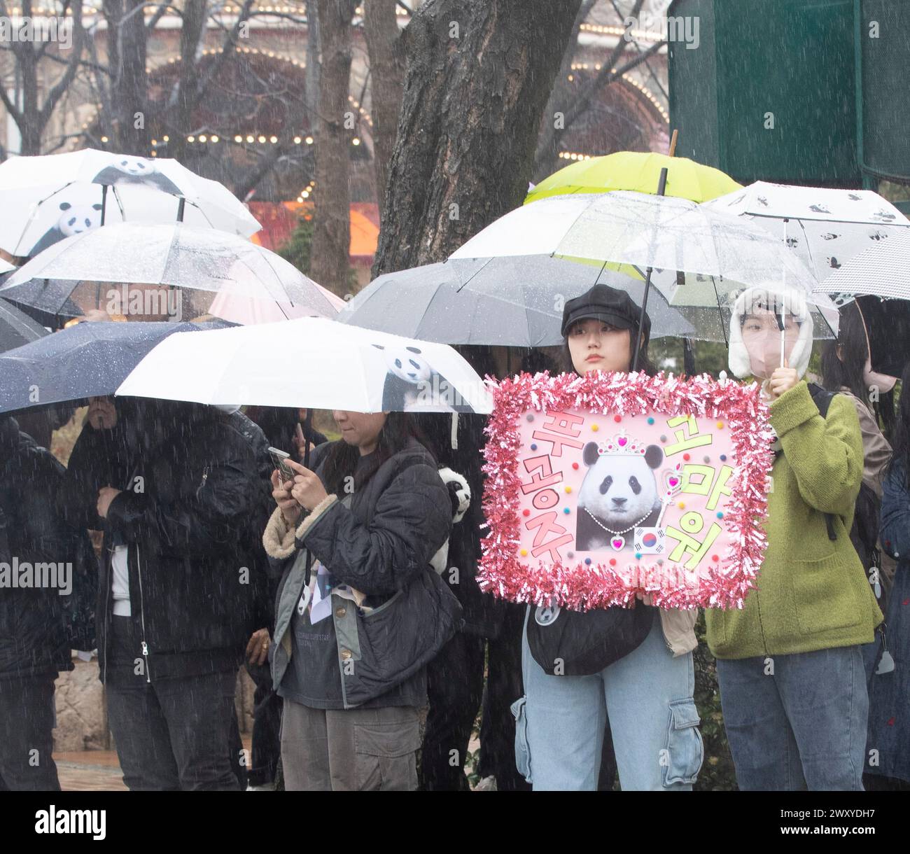Yongin, South Korea. 3rd Apr, 2024. People bid farewell to giant panda ...