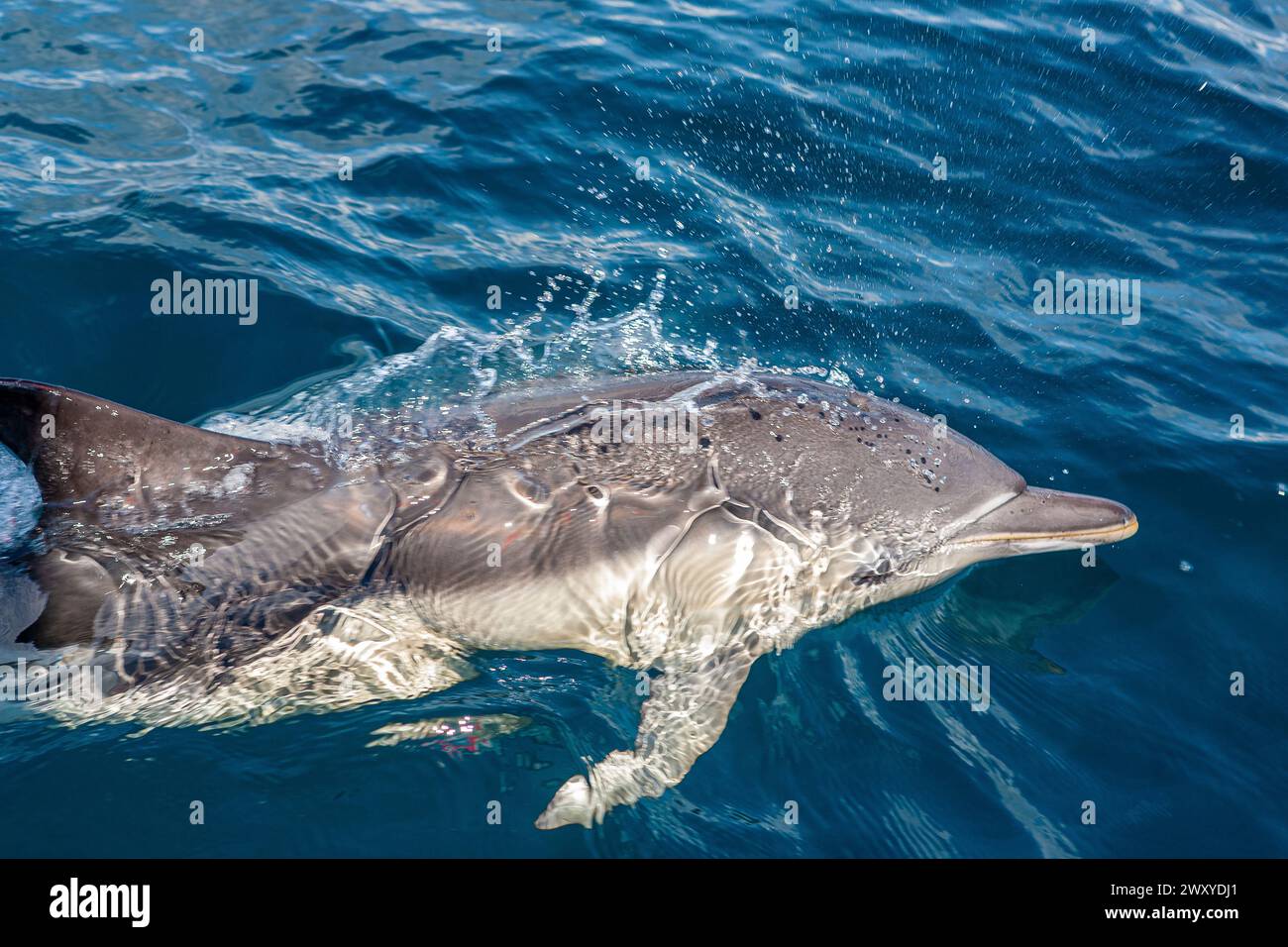 Member of a pod of Common dolphin (Delphinus delphis) swimming next to a yacht in Mounts Bay, Cornwall, UK Stock Photo