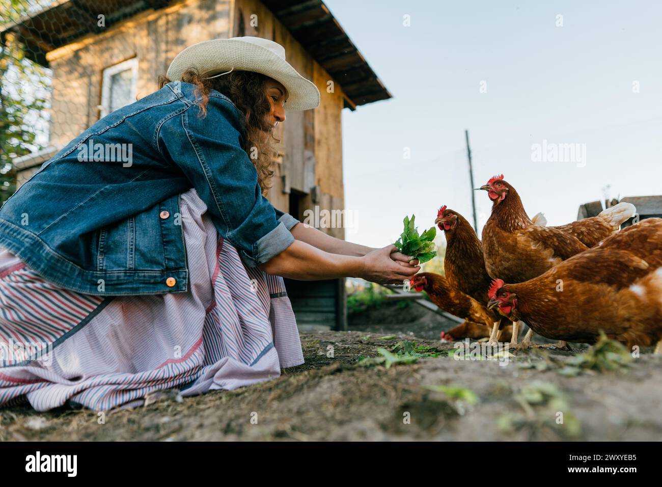 Woman farmer smiling feeding greens to free-range chickens on sunny ...