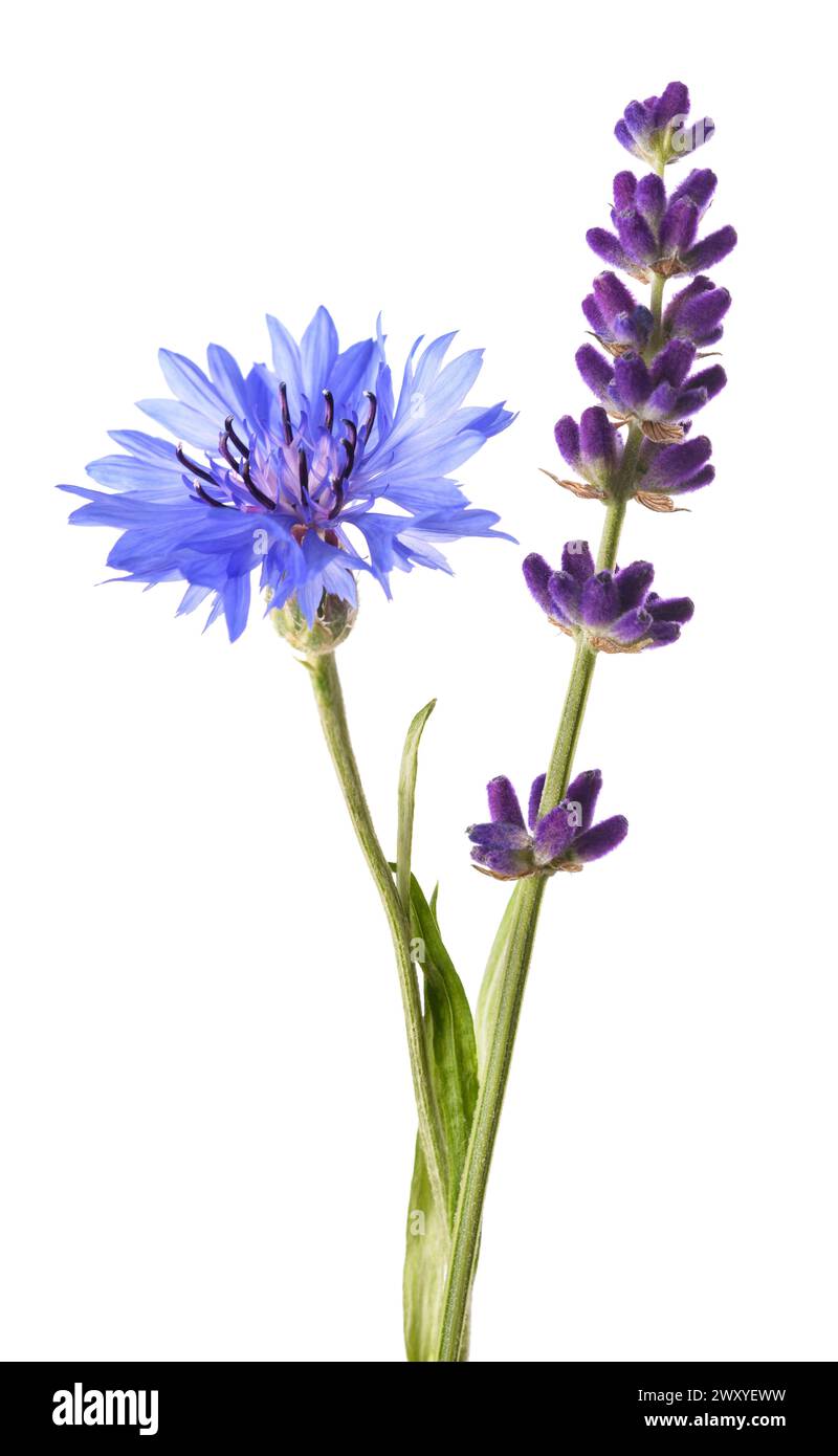 Lavender and  cornflower isolated on white background Stock Photo