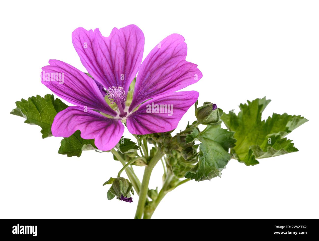 Mallow plant with  flower isolated on white background Stock Photo