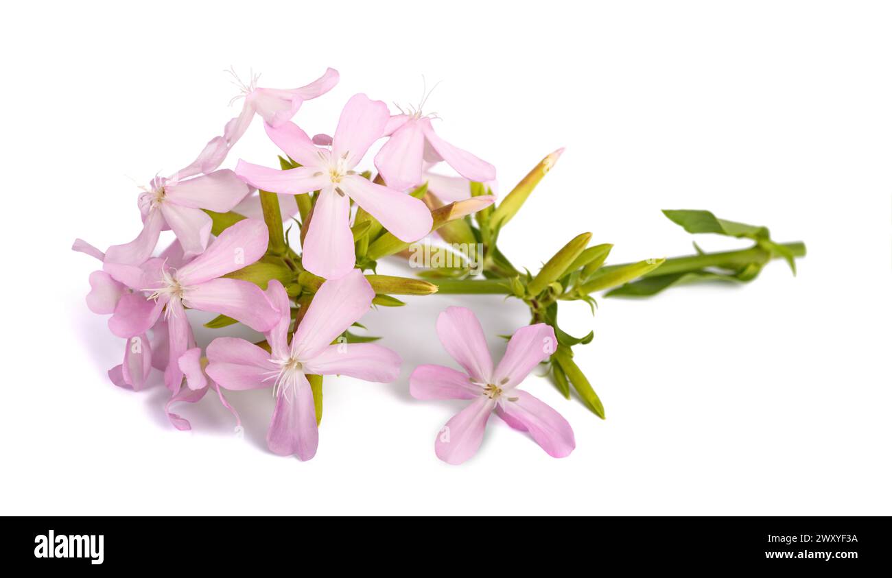 Soapwort ( Saponaria officinalis) isolated on white background Stock Photo