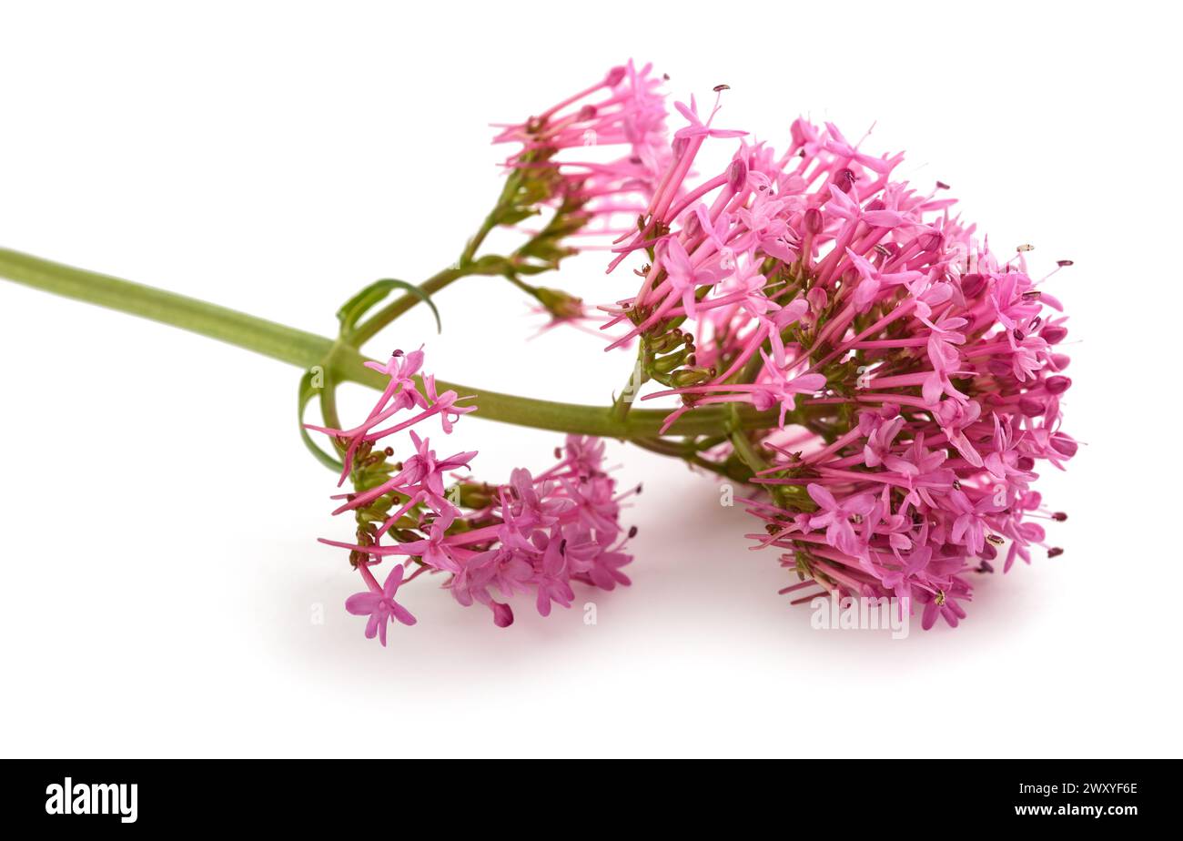 Red valerian flowers isolated on white background Stock Photo