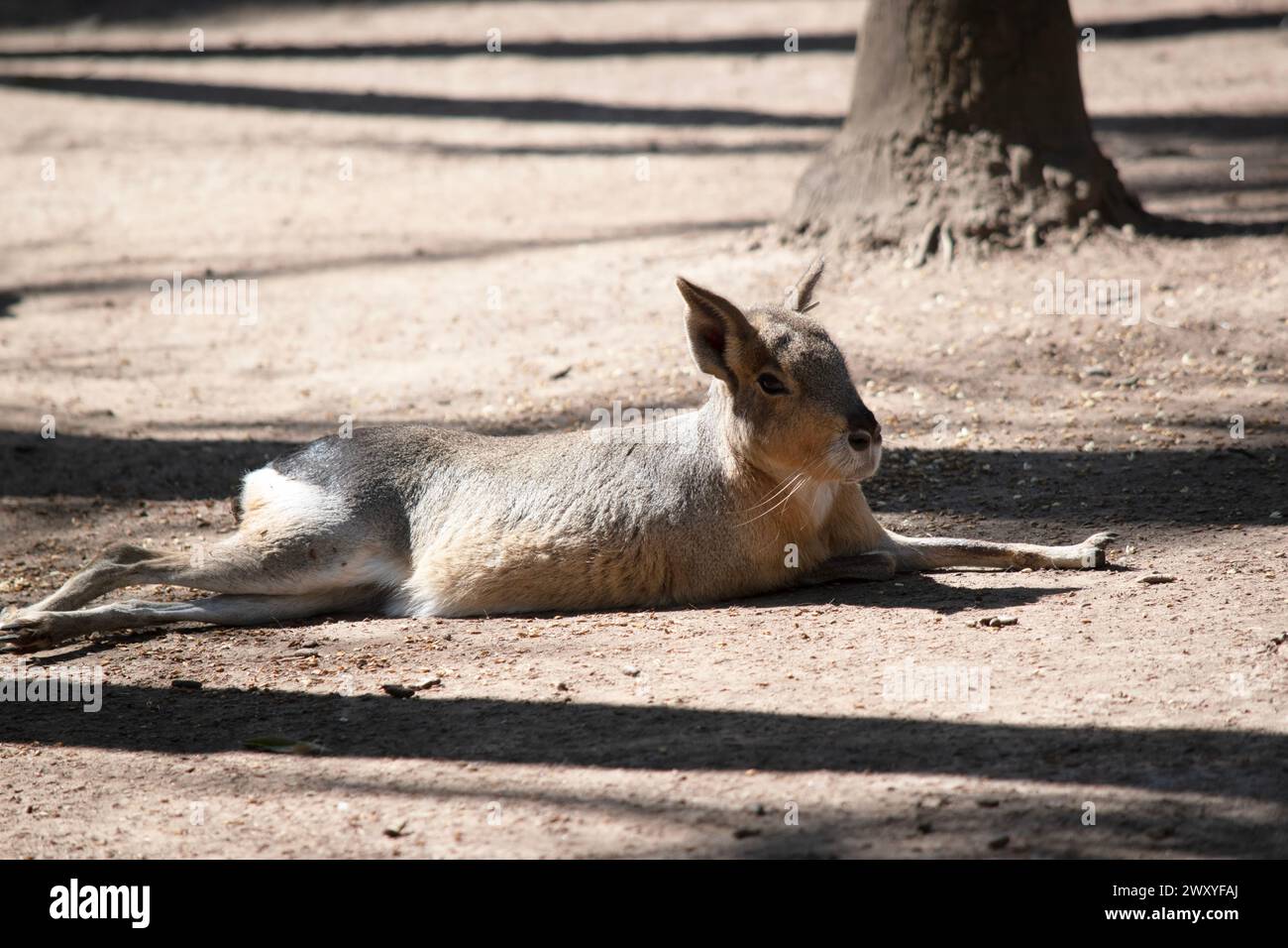 Patagonian hare, is a large rodent species that can be found in central and southern Argentina. The Patagonian cavy has long legs that allow it to rea Stock Photo
