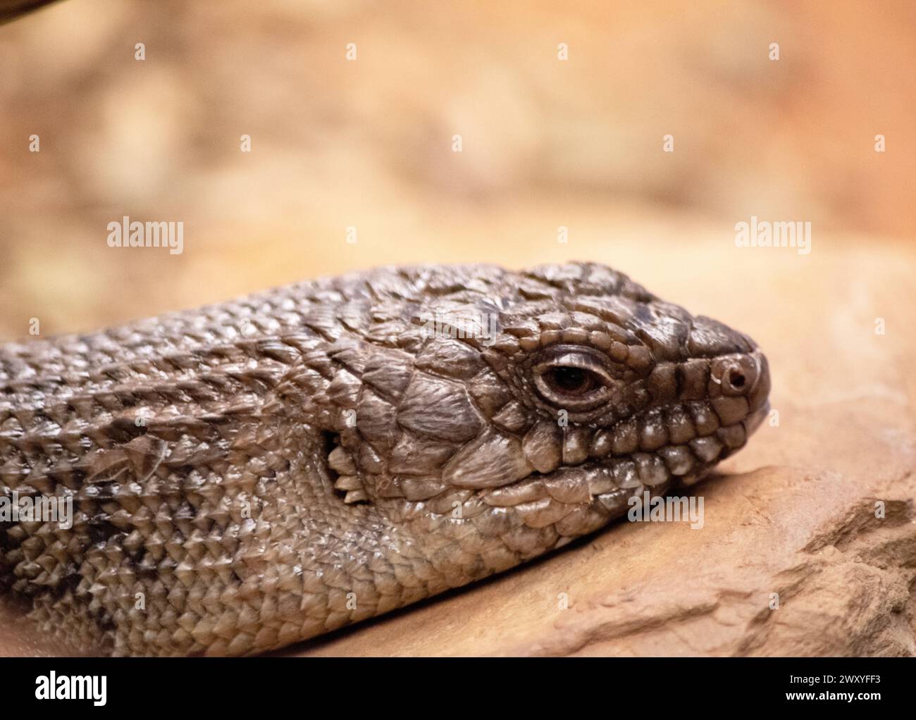this is a close up of a cunninghams skink Stock Photo
