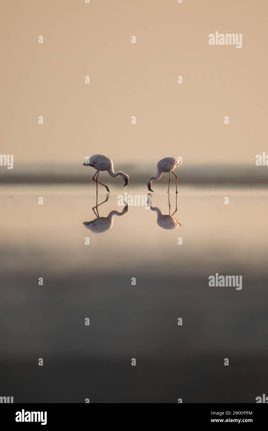 Two of a kind reflections   INDIA STUNNING images show a flamingo running on water in 'Flamingo City.'      Other endearing pictures also show two of Stock Photo