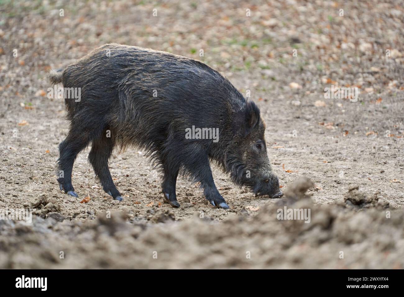 Young strong wild hog boar, a large specimen, in the forest rooting in mud for food Stock Photo