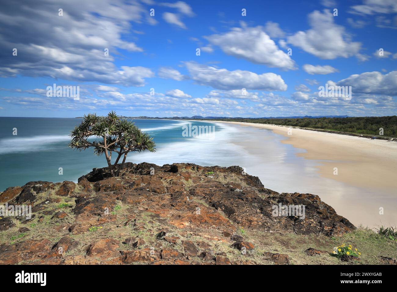 Pandanus Tree overlooking Dreamtime Beach, Fingal Head, NSW Australia ...