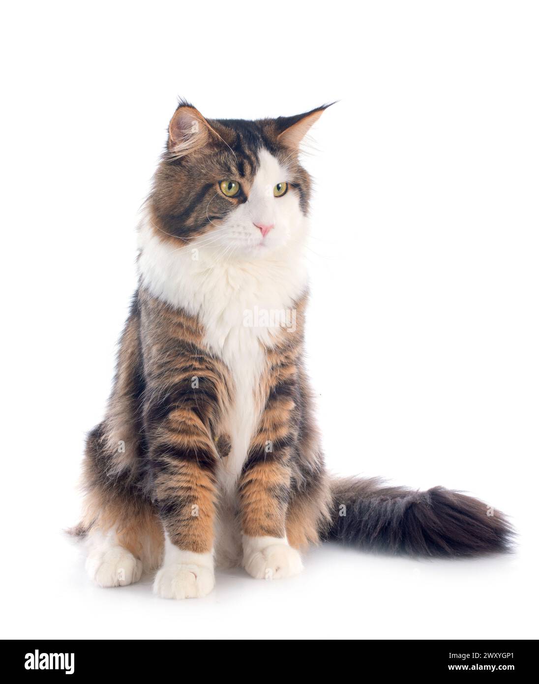 portrait of a purebred maine coon cat on a white background Stock Photo ...