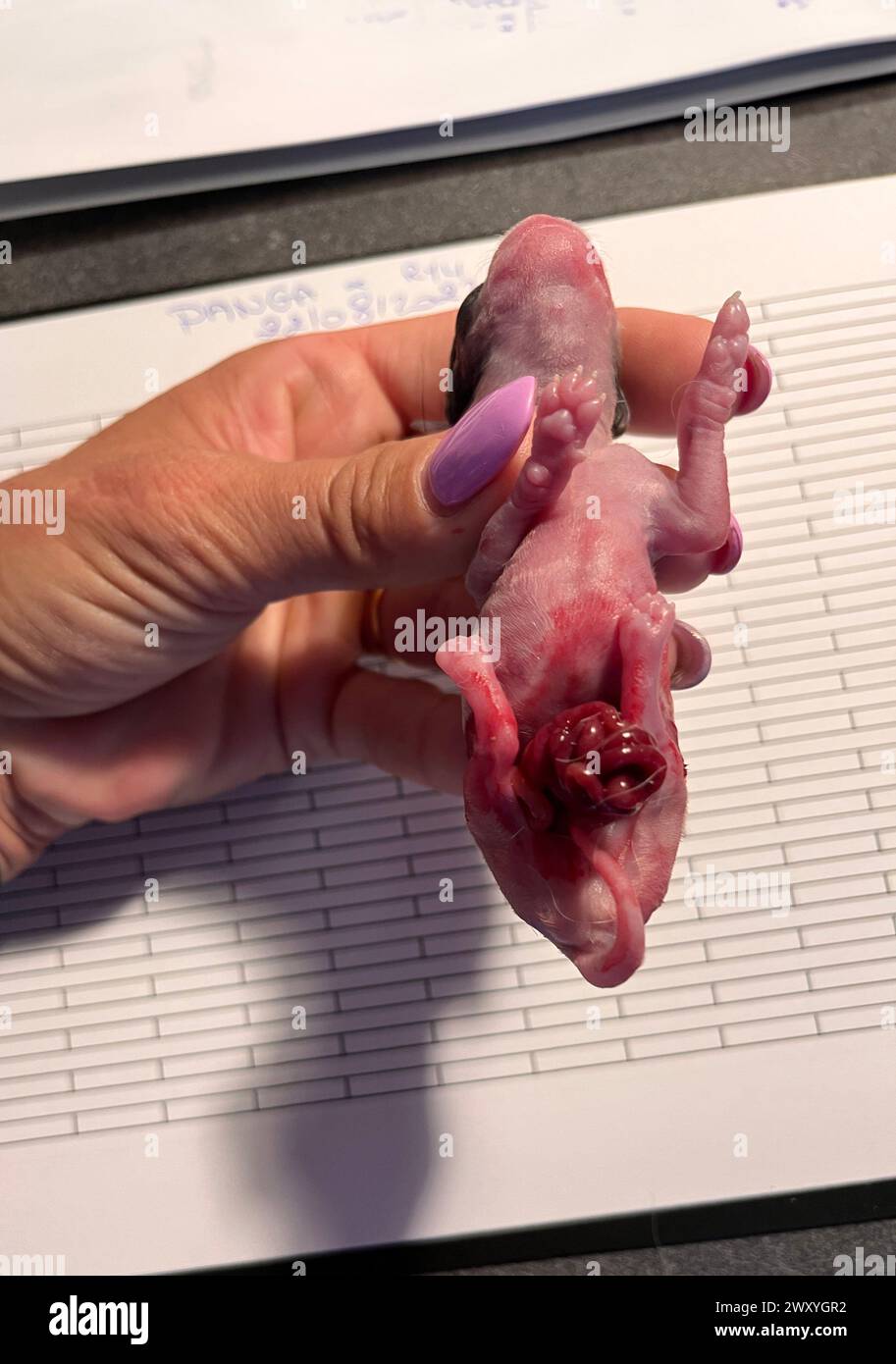 premature puppy with intestion outdoor, chihuahua are dead Stock Photo
