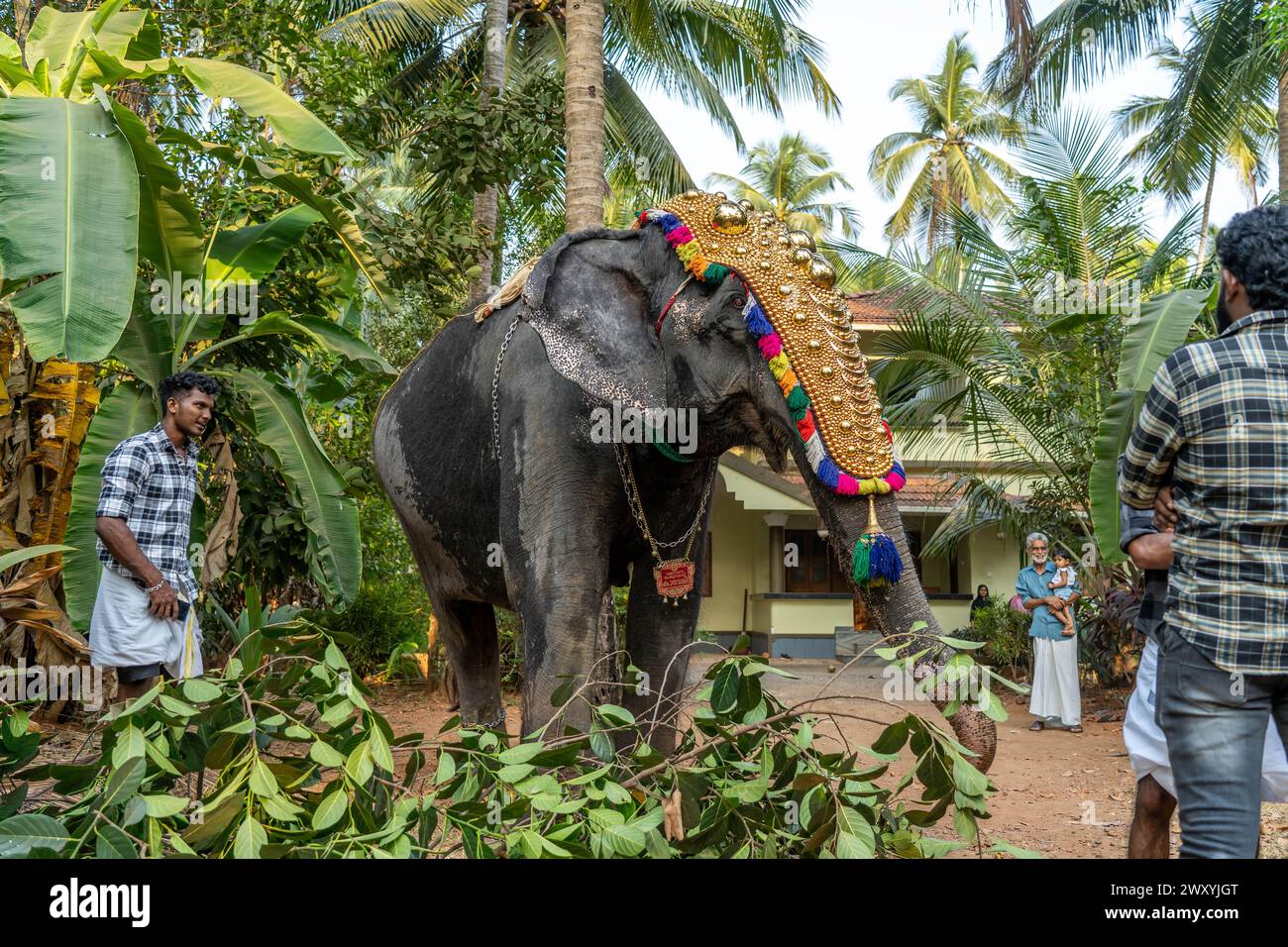 Mattathur, 27, March 2024 Dever temple festival celebration, elephant