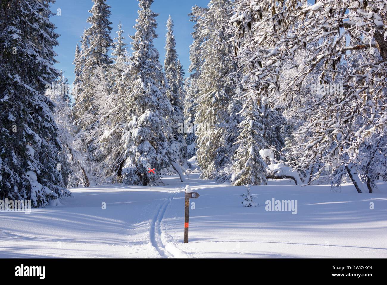 Cross country skiing slopes running through an idyllic winter forest with snow capped trees Stock Photo