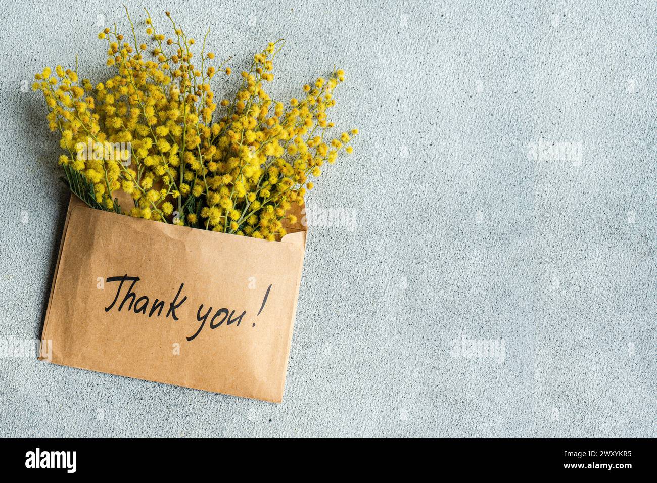 Top view of kraft paper envelope with Thank you! written on it, overflowing with bright yellow mimosa flowers on a grey background. Stock Photo