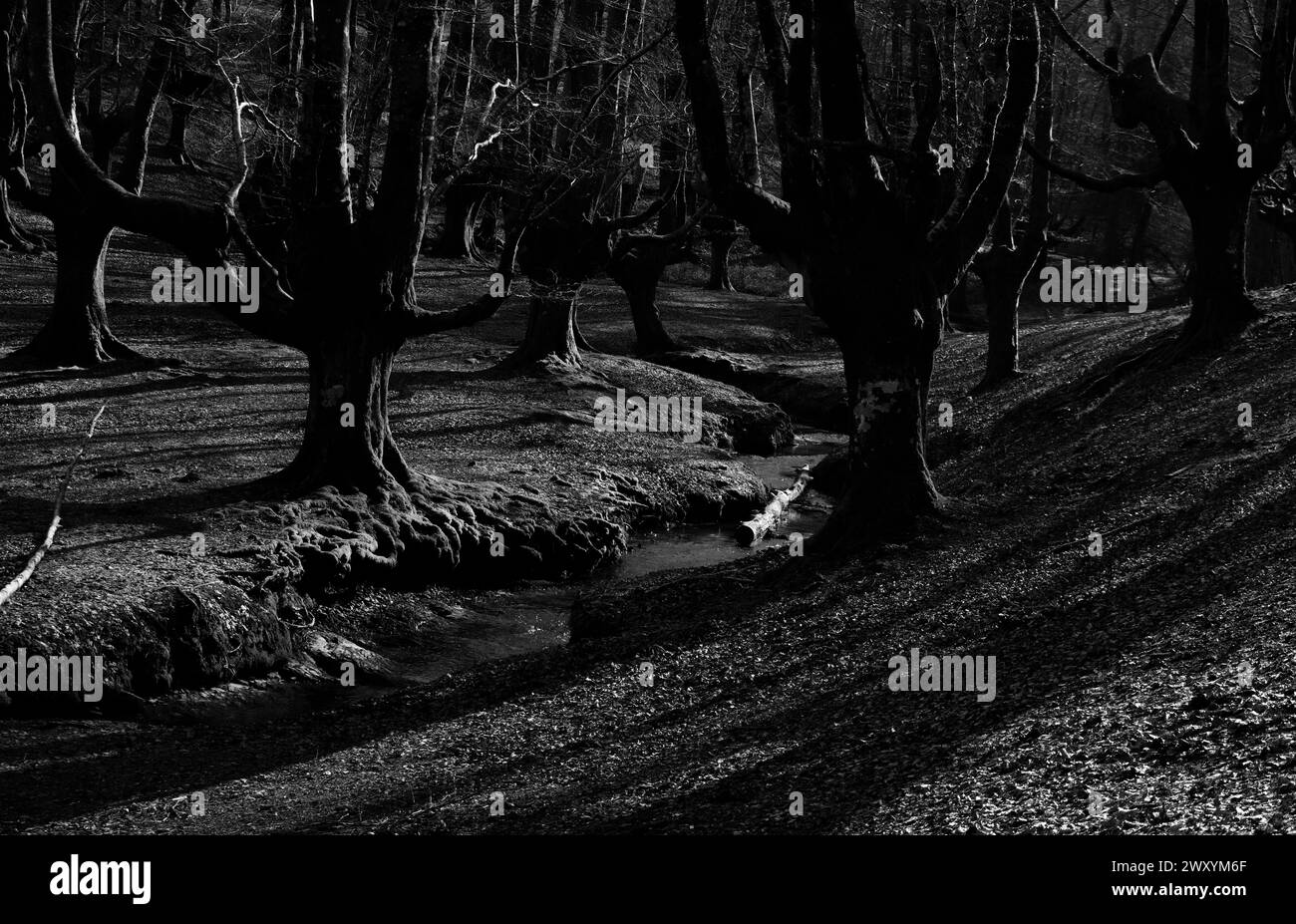 Dramatic play of light and shadow among the gnarled beech trees of ...