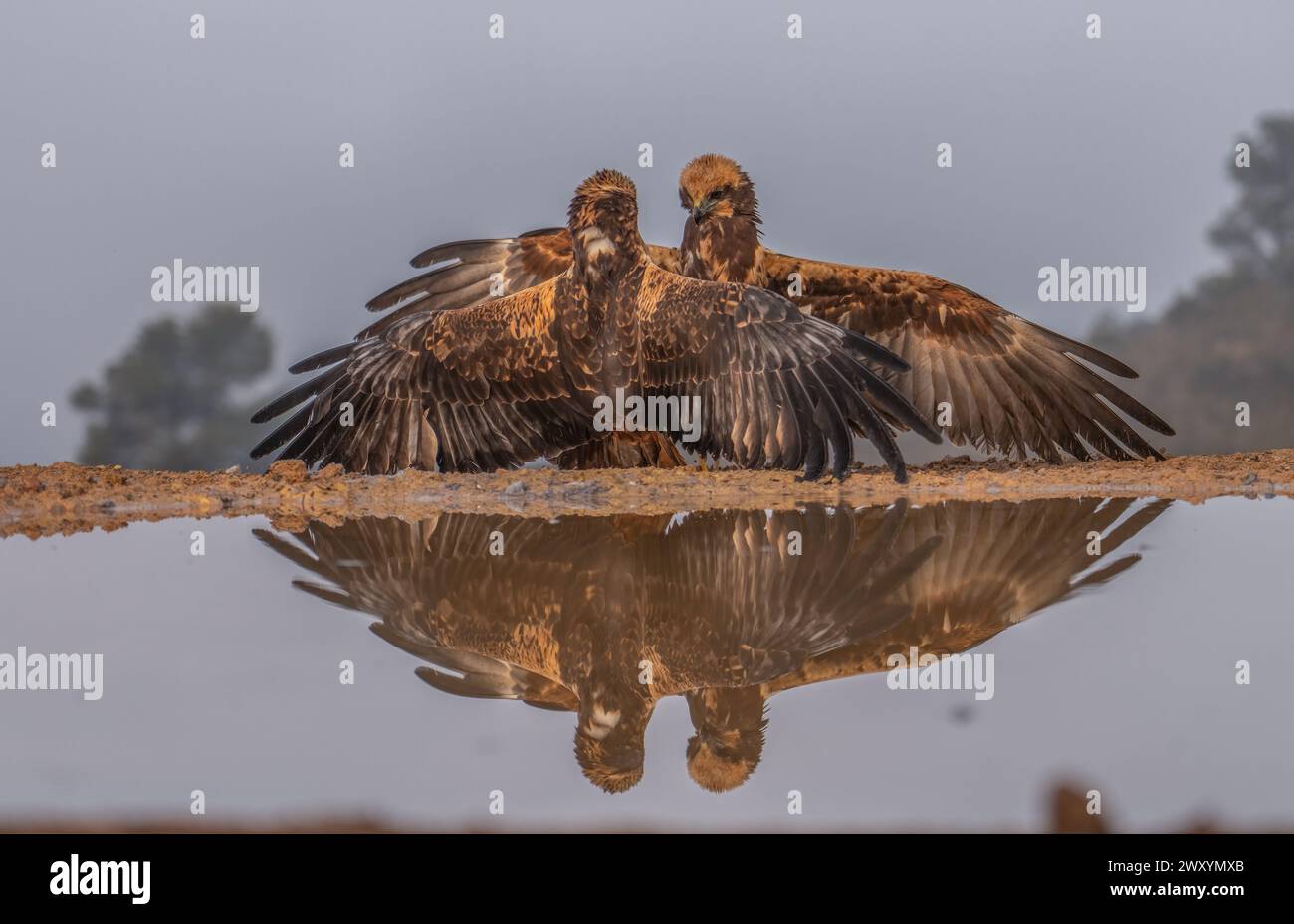 Two Western Marsh Harriers display a winged ballet, their symmetrical poses perfectly captured in the serene waters of Lleida field Stock Photo