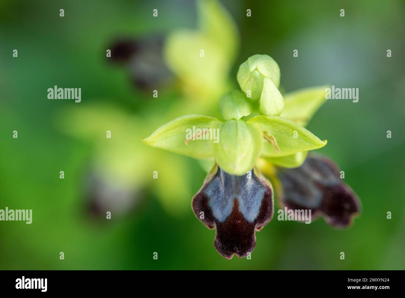 A close-up shot of Ophrys lupercalis, rare wild orchid species in its natural habitat displaying its unique black and yellow flowers against a soft gr Stock Photo