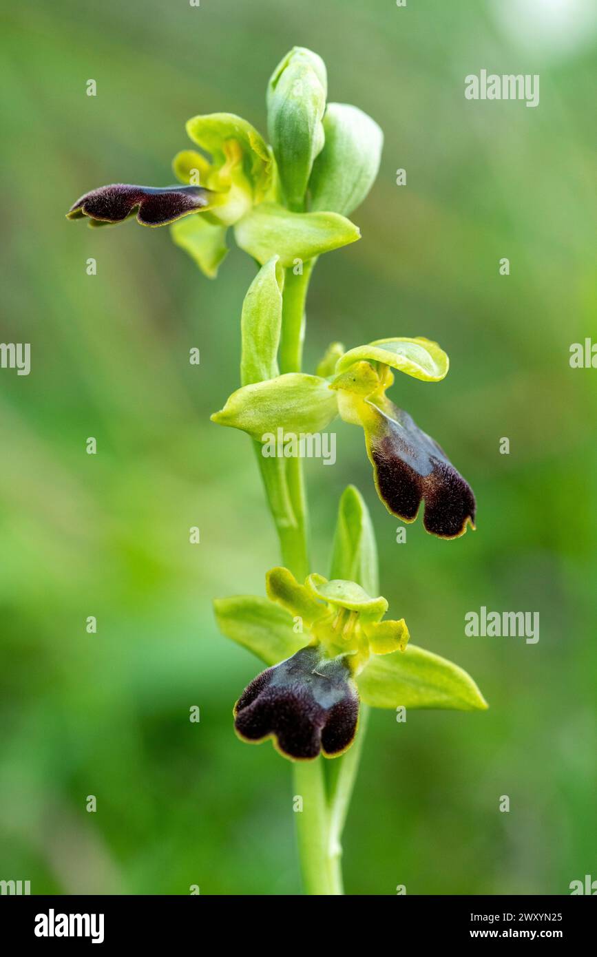 A close-up shot of Ophrys lupercalis, rare wild orchid species in its natural habitat displaying its unique black and yellow flowers against a soft gr Stock Photo