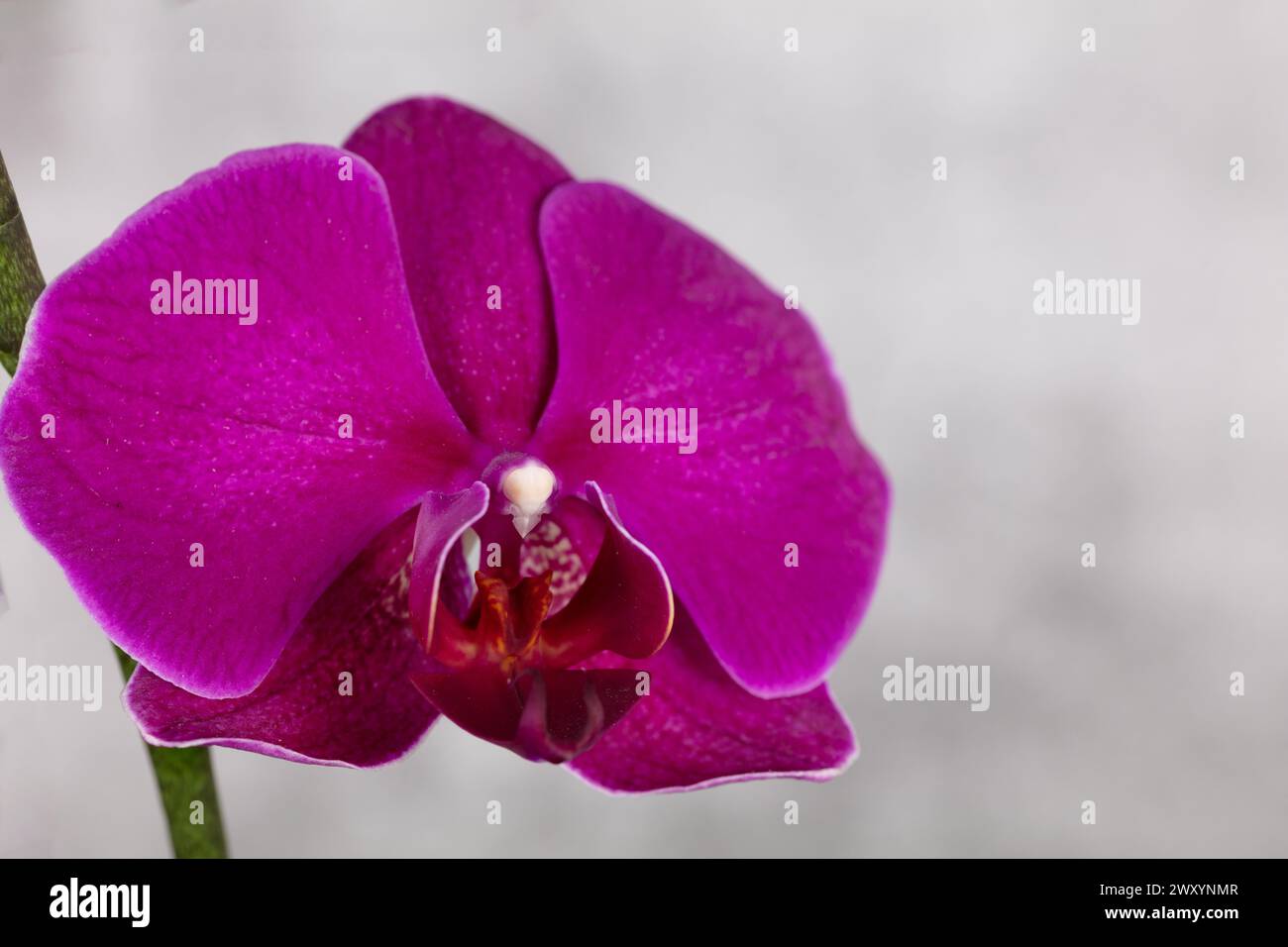 Close up detailed photograph of one singular purple Phalaenopis flower heads against a mottled out of focus grey/white background landscape format Stock Photo