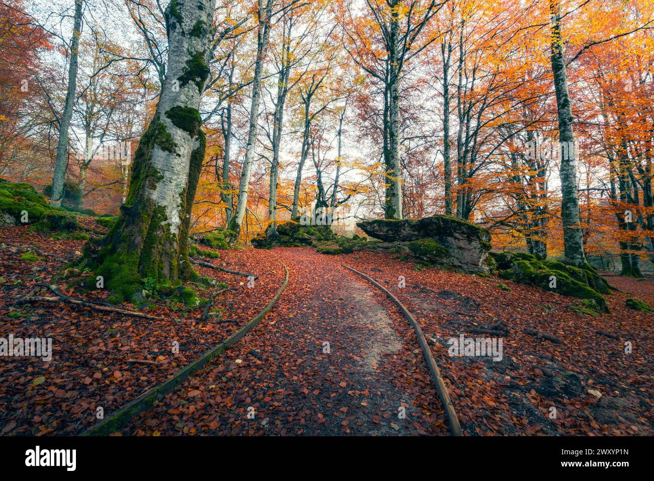 A disused railway track snakes through the vibrant, leaf-strewn ...