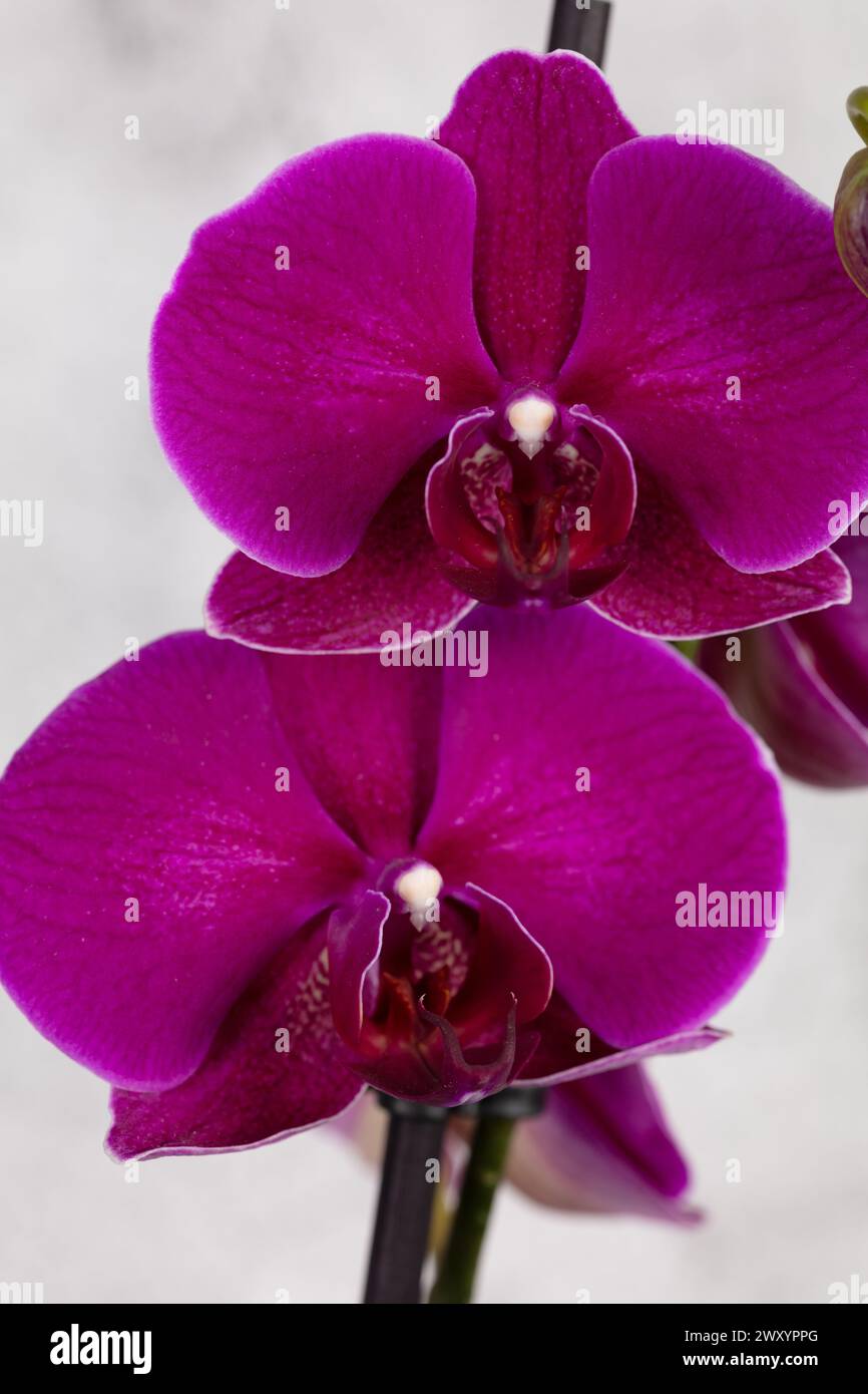 Close up detailed photograph of two purple Phalaenopis flower heads against a mottled out of focus grey/white background in portrait format Stock Photo