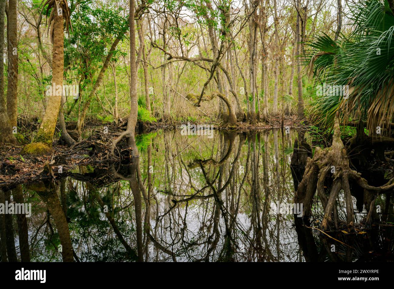 Cypress forest in marshland at Lake Norris Conservationa area, Florida, USA. Stock Photo