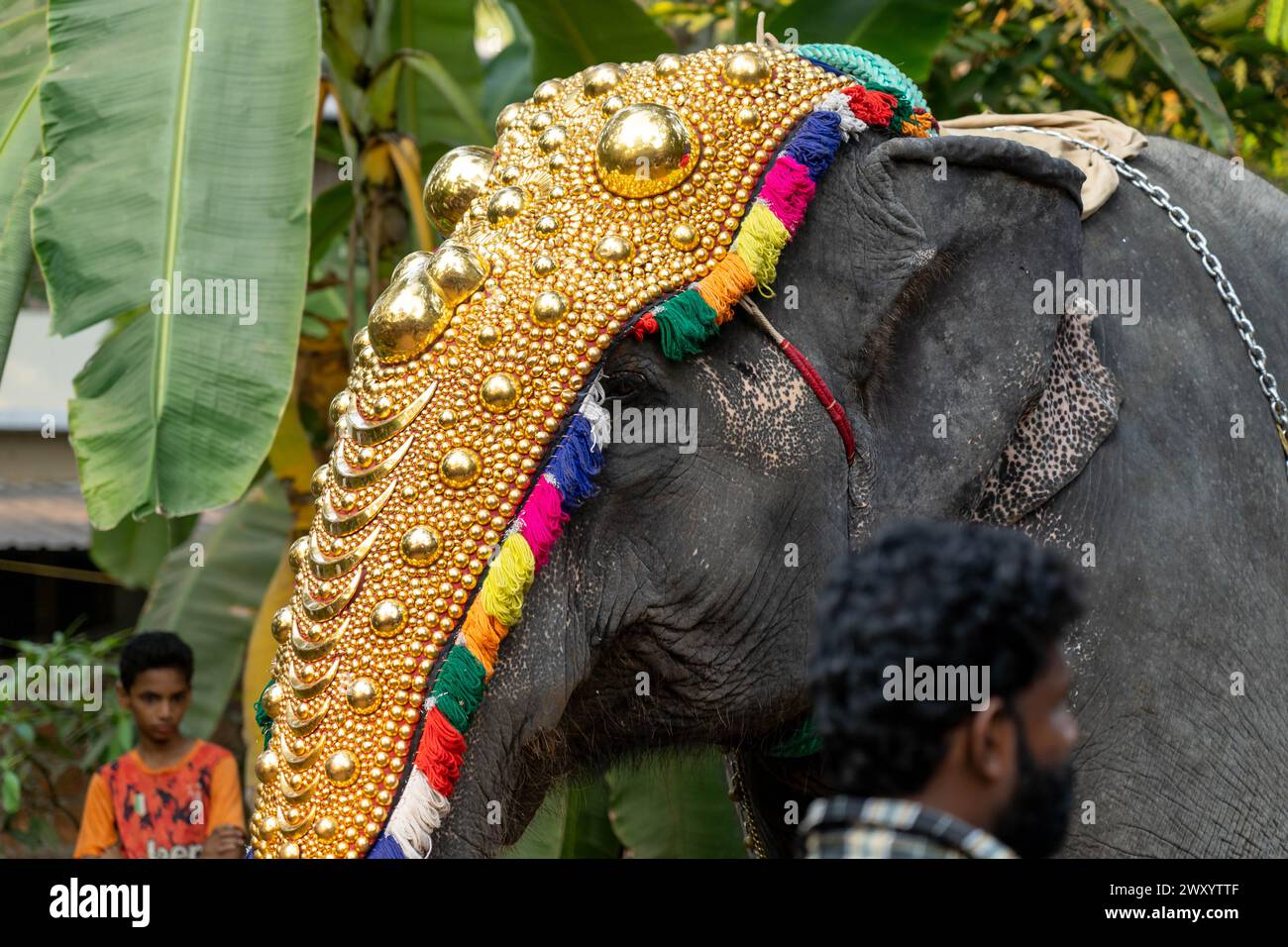 Mattathur, 27, March 2024 Dever temple festival celebration, elephant