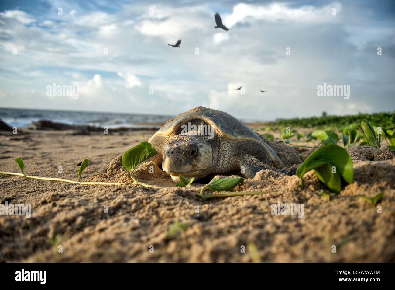 Kourou, French Guiana: leatherback sea turtle on the beach during nesting Stock Photo