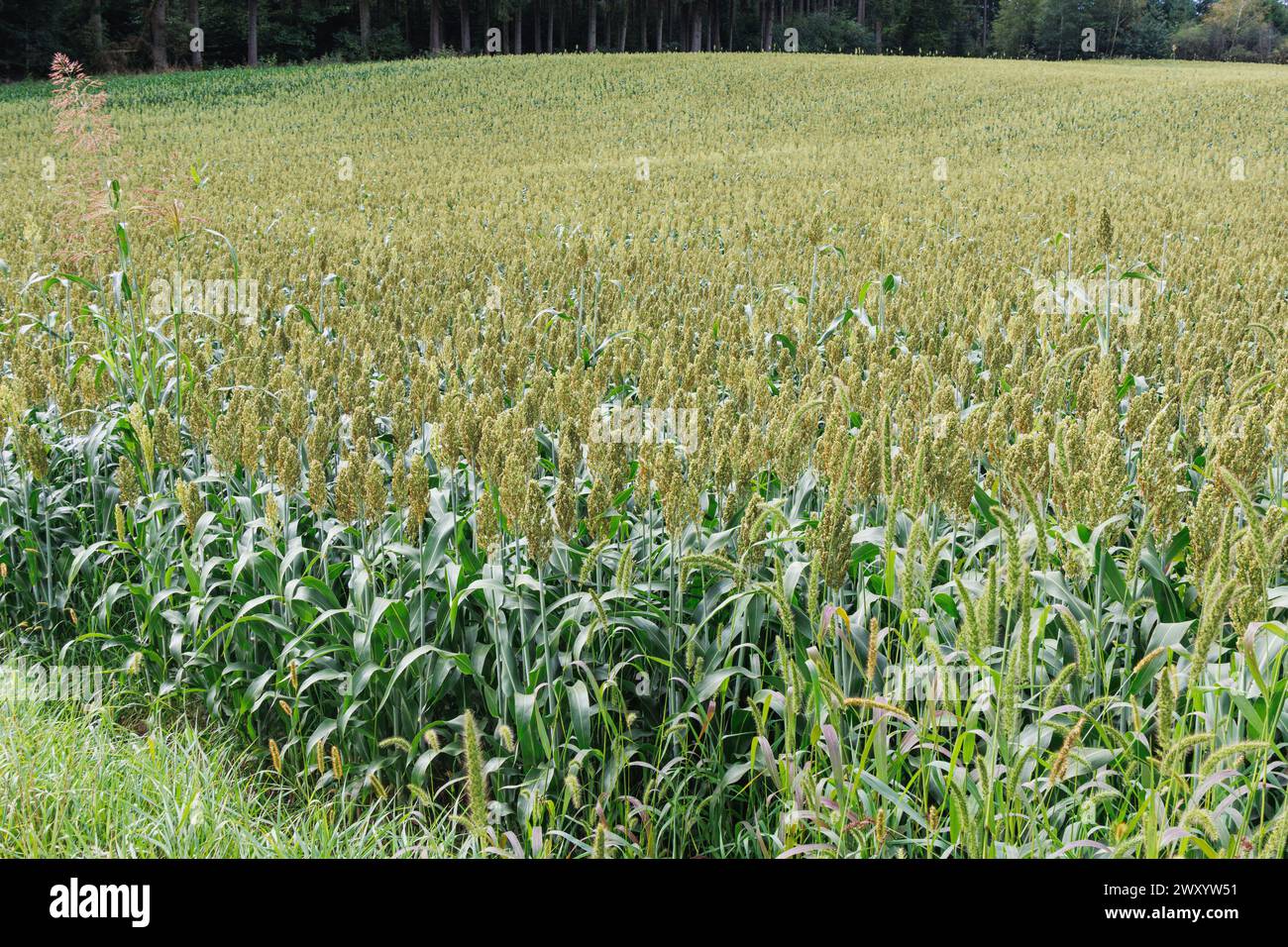 Broomcorn, broomcorn bicolor), field ready for harvesting