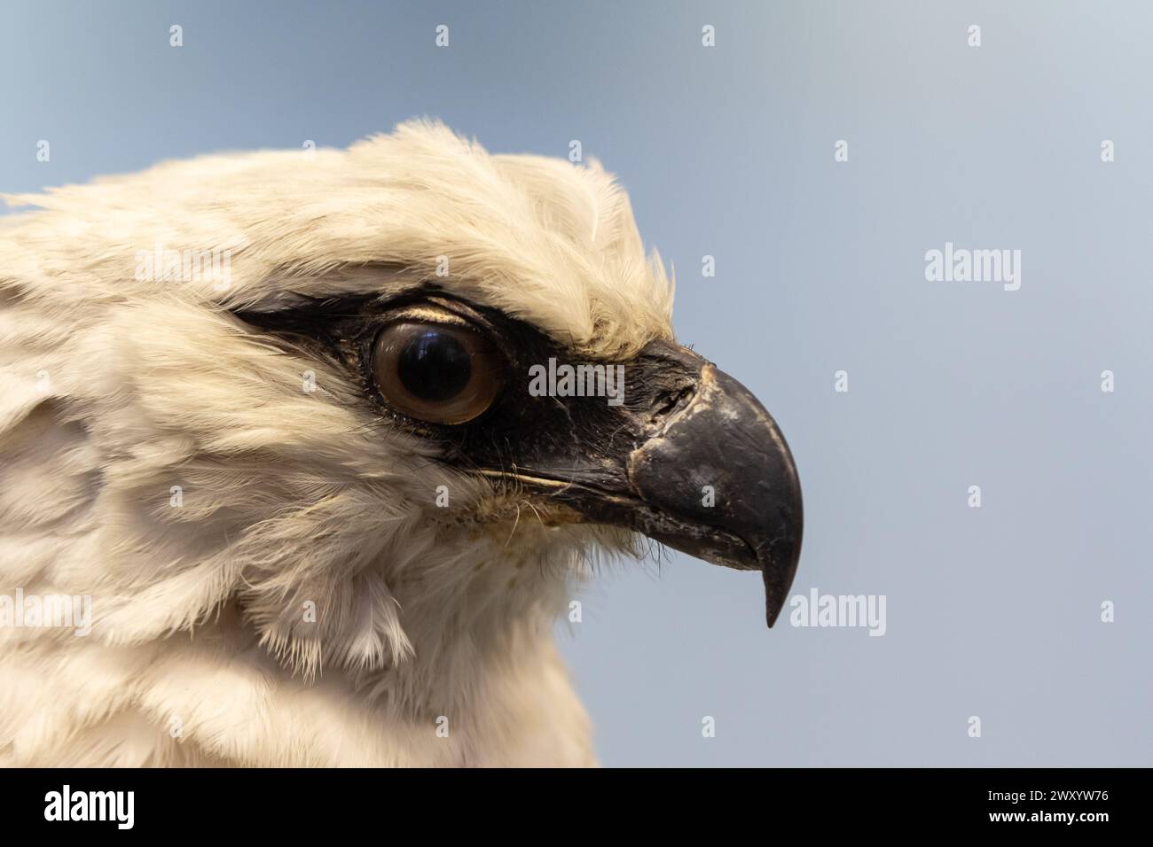 macro shot capturing the intense eye and detailed feathers of a majestic harpy eagle Stock Photo