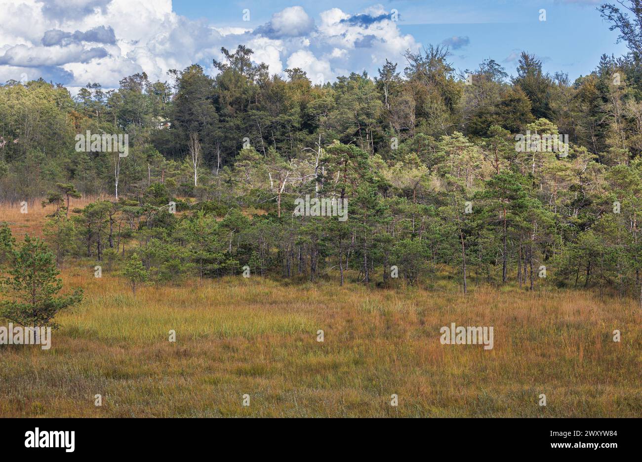 raised bog threatened by scrub encroachment, bog pine (cf. Pinus rotundata) overgrows small raised bog, Germany, Bavaria, Eggstaett-Hemhofer-Seenplatt Stock Photo