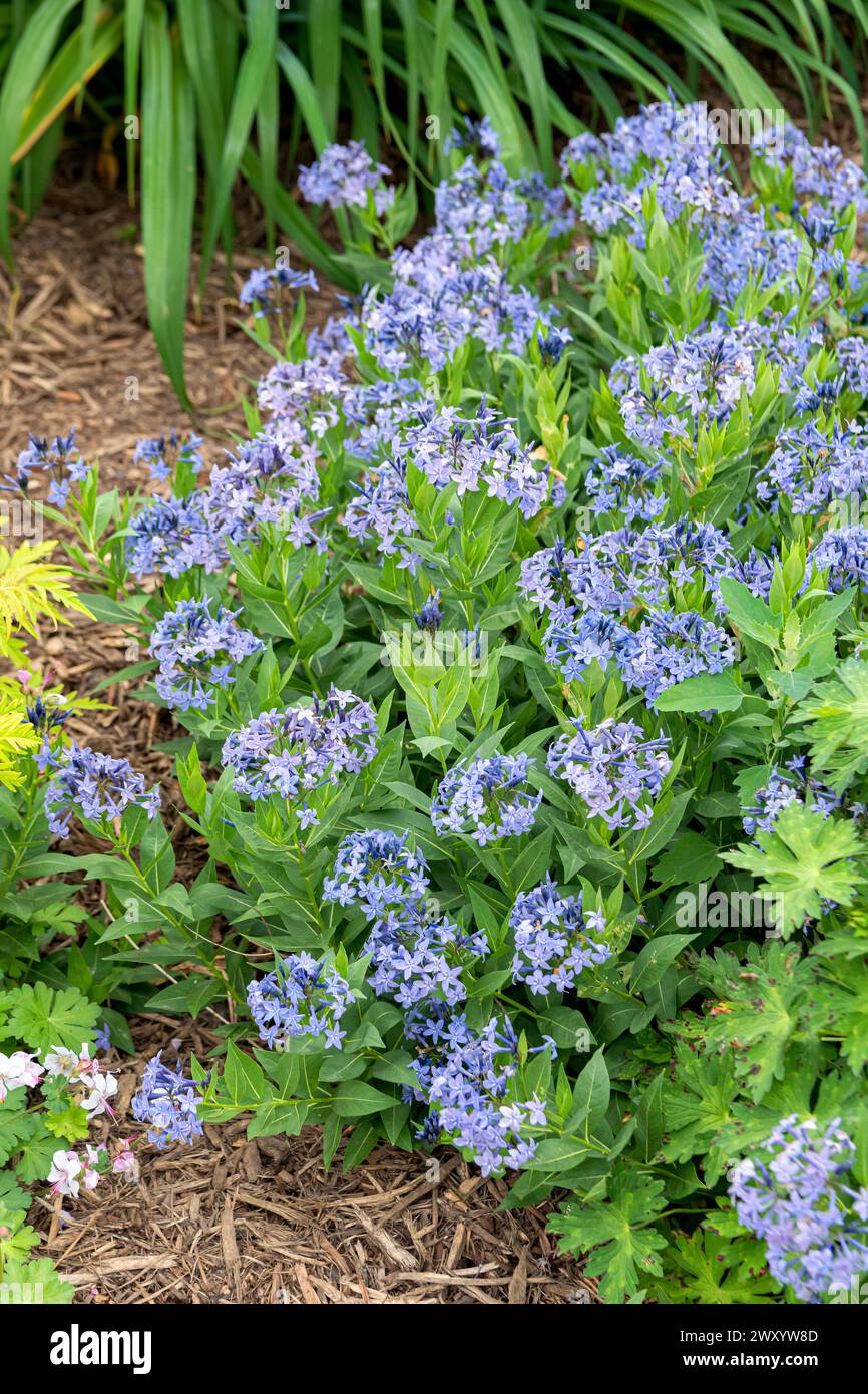 Common Bluestar, Amsonia (Amsonia 'Blue Ice',Amsonia Blue Ice), blooming, cultivar Blue Ice, Europe, Bundesrepublik Deutschland Stock Photo