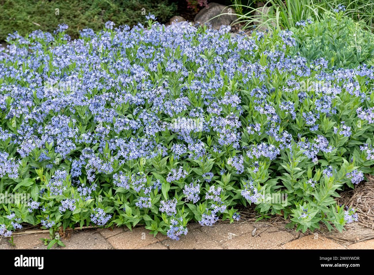 Common Bluestar, Amsonia (Amsonia 'Blue Ice',Amsonia Blue Ice), blooming, cultivar Blue Ice Stock Photo