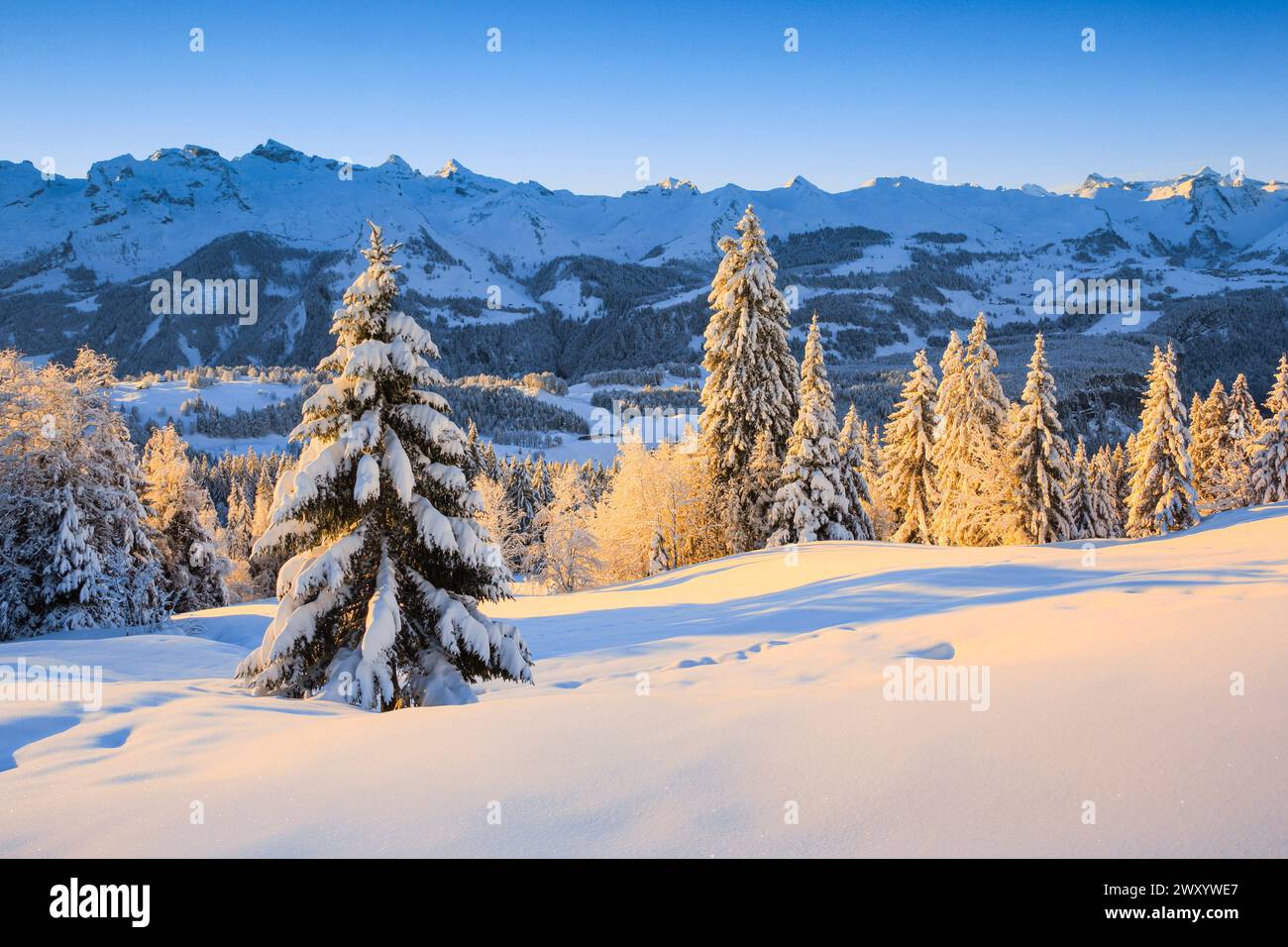 view from Ibergeregg to the Central Swiss Alps with Fronalpstock and Stoss in the morning, Switzerland, Schwyz Stock Photo