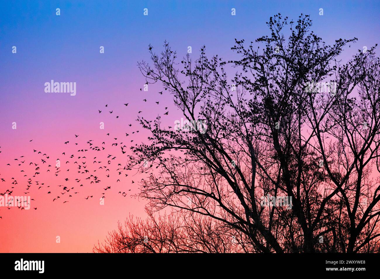 common starling (Sturnus vulgaris), starlings gathering in treetops at sunset, Switzerland Stock Photo