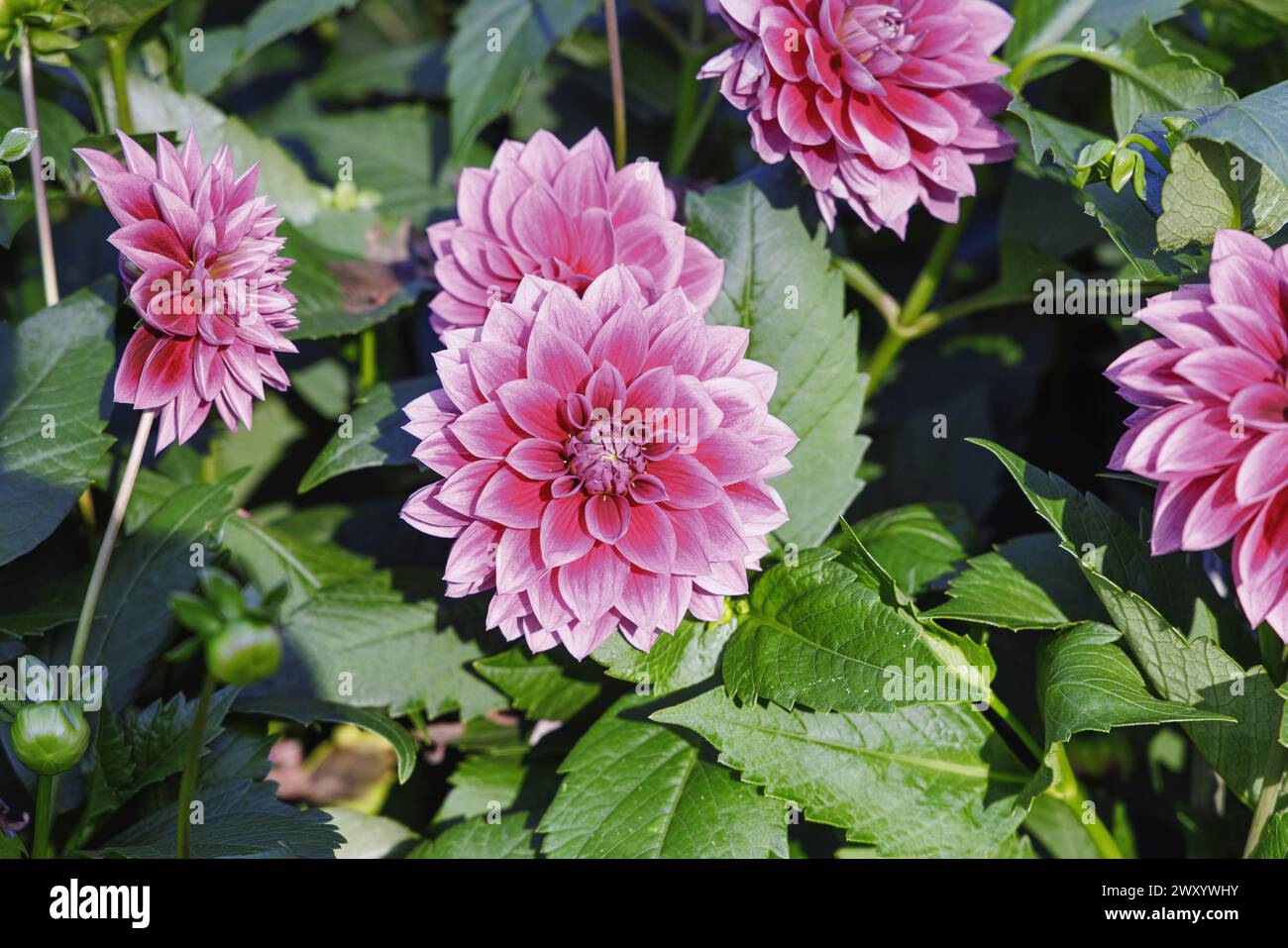georgina (Dahlia 'Hapet Phantom', Dahlia Hapet Phantom), flowers, cultivar Hapet Phantom Stock Photo