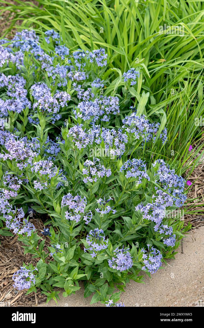 Common Bluestar, Amsonia (Amsonia 'Blue Ice',Amsonia Blue Ice), blooming, cultivar Blue Ice Stock Photo