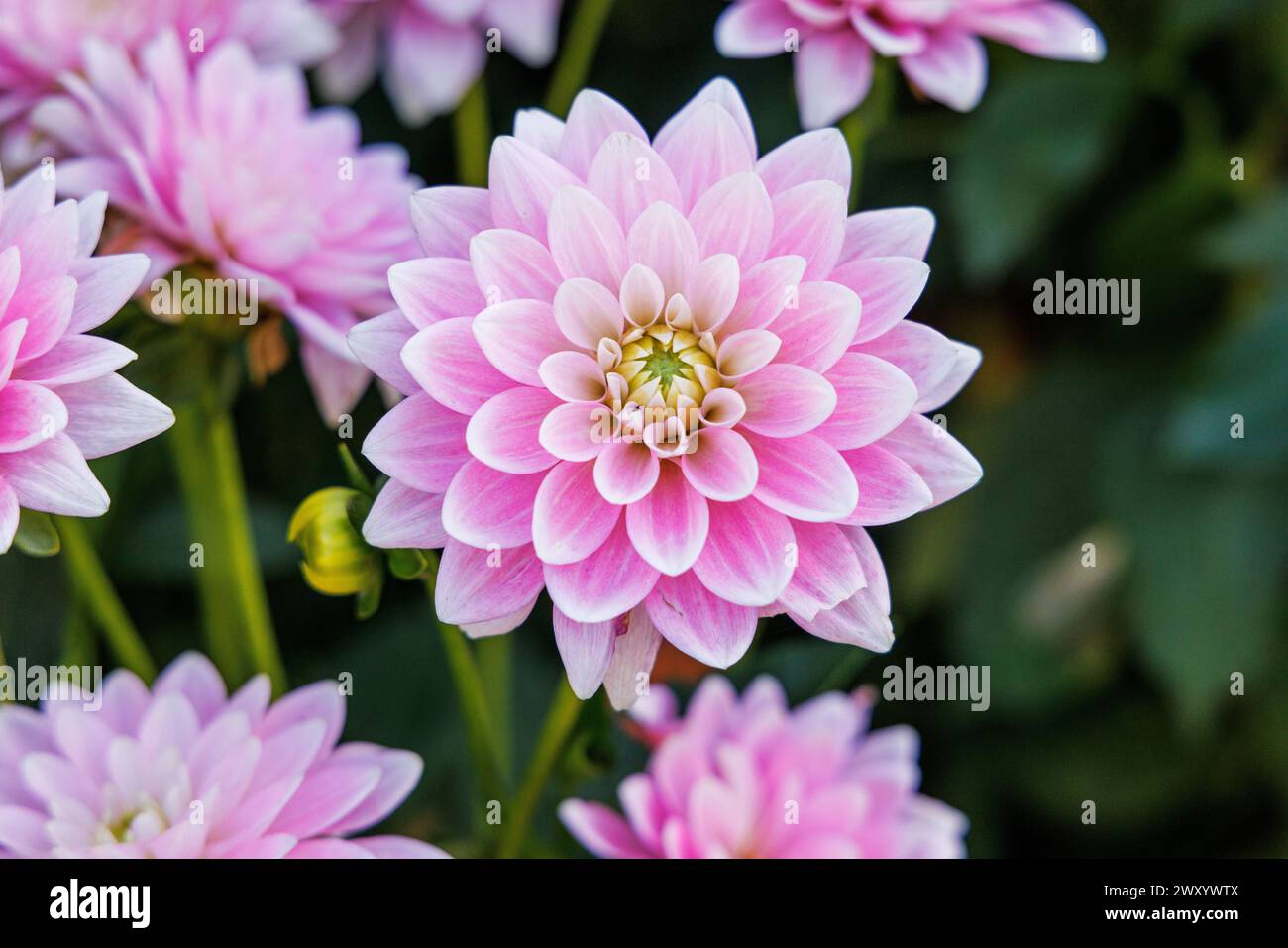 georgina (Dahlia 'Dapex Pink Delight', Dahlia Dapex Pink Delight), flower, cultivar Dapex Pink Delight Stock Photo