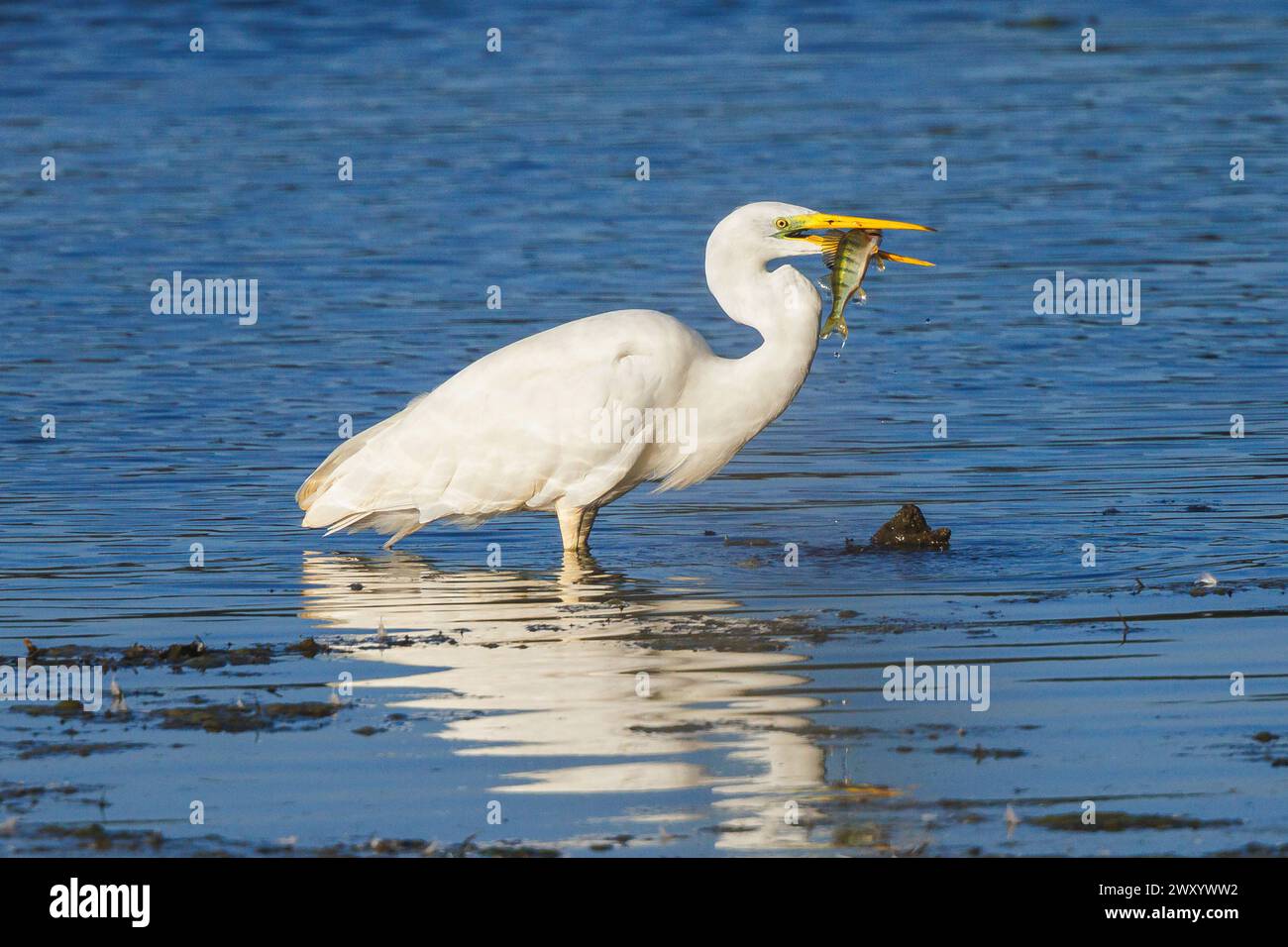 great egret, Great White Egret (Egretta alba, Casmerodius albus, Ardea alba), standing in shallow water with preyed redfin perch in the bill, side vie Stock Photo