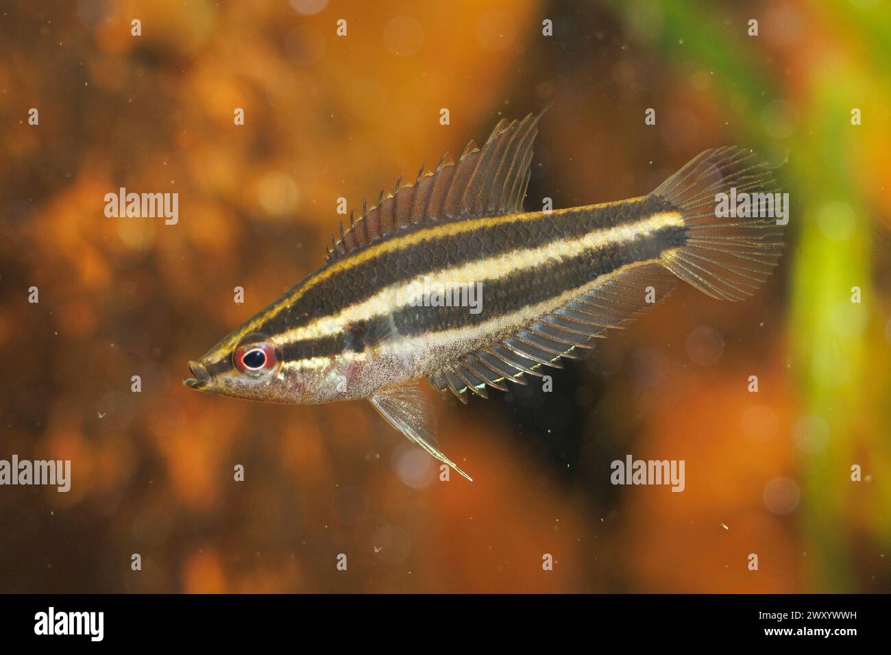 gourami (Parosphromenus cf.deissneri ), swimming female, side view Stock Photo