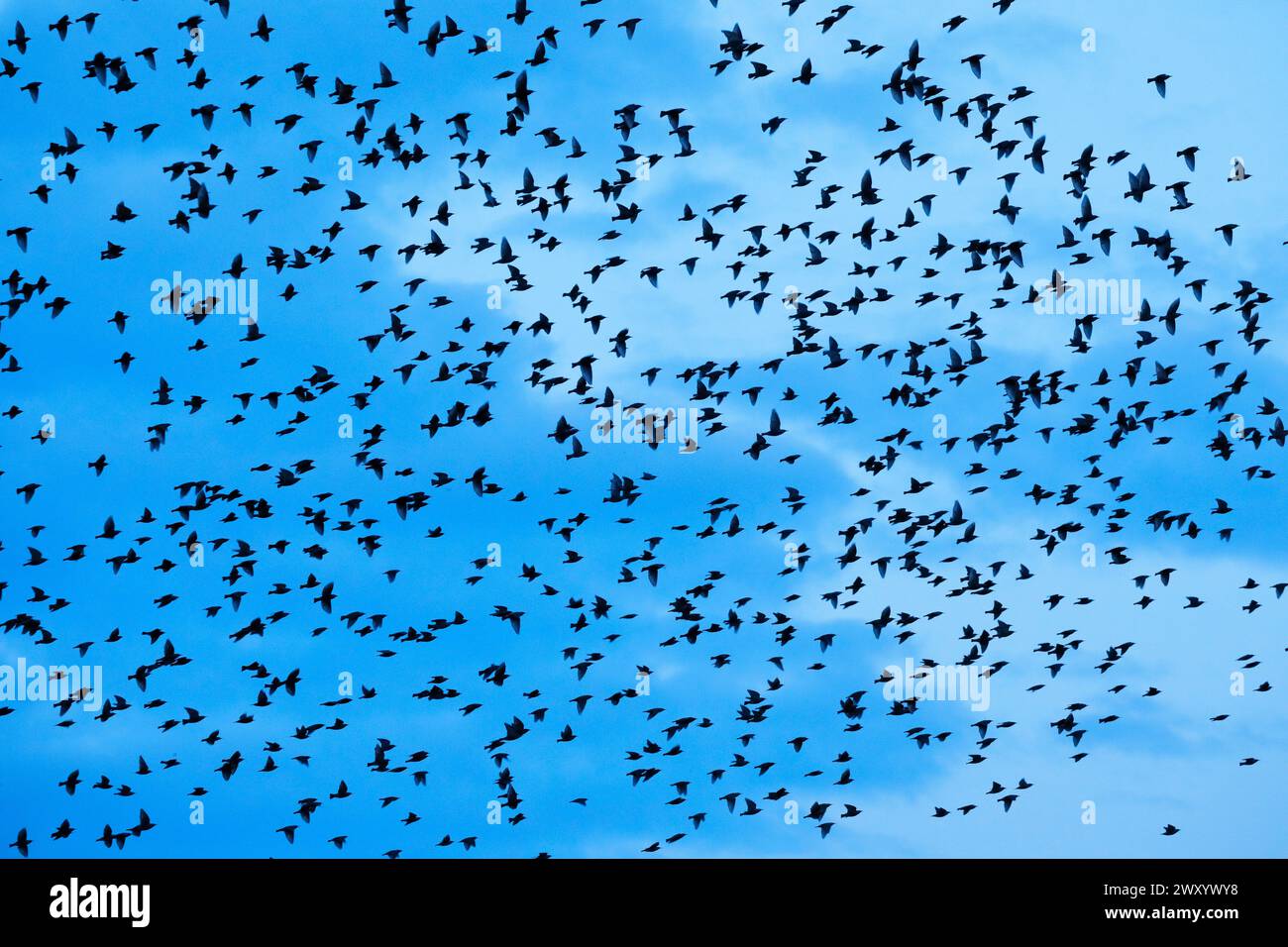 common starling (Sturnus vulgaris), flock of starlings in flight at dusk, Switzerland Stock Photo