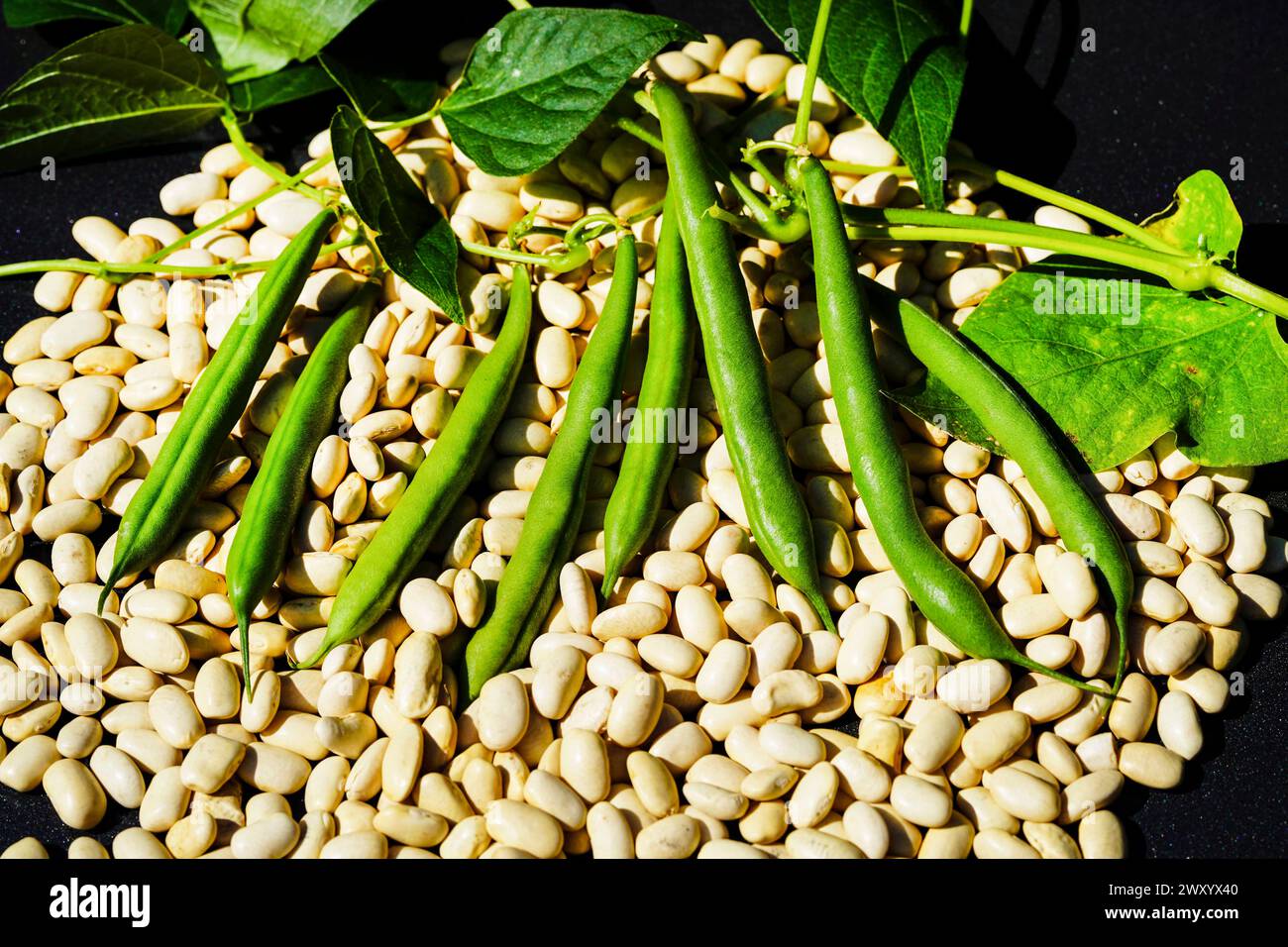 bush bean (Phaseolus vulgaris var. nanus), bean, seeds Stock Photo