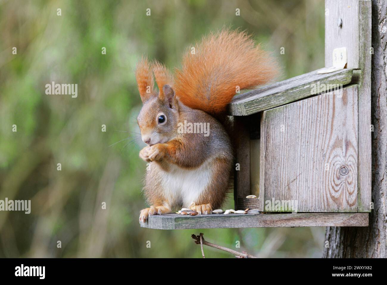 European red squirrel, Eurasian red squirrel (Sciurus vulgaris), in winter coat, feeding at a feeder, brown morph, Germany, Bavaria Stock Photo
