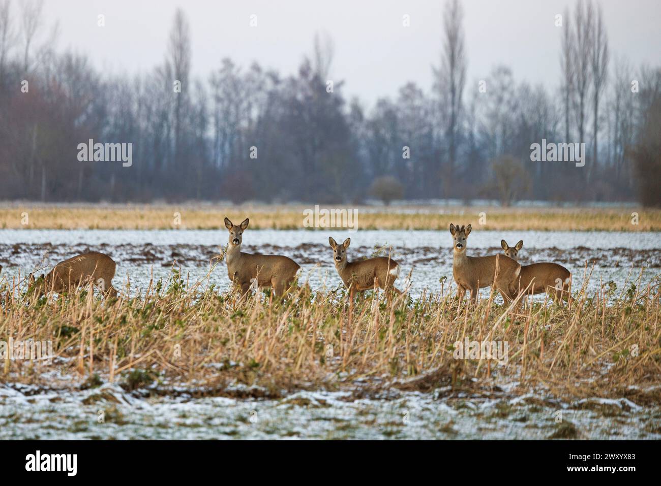 roe deer, roe, western roe deer, European roe (Capreolus capreolus), small pack with a buck in the bast, in a winter agricultural landscape, Germany, Stock Photo