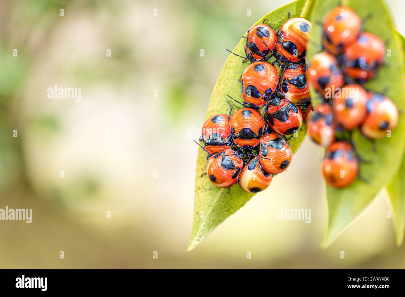 Camellia shield bug hi-res stock photography and images - Alamy