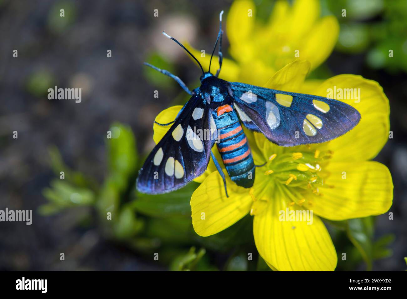 Syntomis mogadorensis hires stock photography and images Alamy